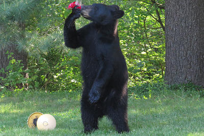  - One of the many black bears Brother B. has faced off against.